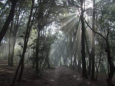 Bosco San Silvestro
© F. Paolella rel=