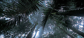 Foresta Matécho, Guiana Francese
© Roger Leguen / WWF
© Roger Leguen / WWF