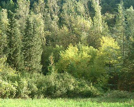 Ca Brigida
© C. Papini rel=
