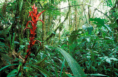 Fiore Heliconia nela riserva naturale di Planada, Colombia
© Pablo Corral / WWF rel=