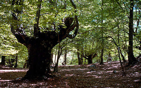 Faggeta nel Nazionale d'Abruzzo, Lazio e Molise
© Hartmut Jungius / WWF rel=