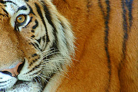 Tigre siberiana
© naturepl.com /Edwin Giesbers / WWF
© naturepl.com /Edwin Giesbers / WWF