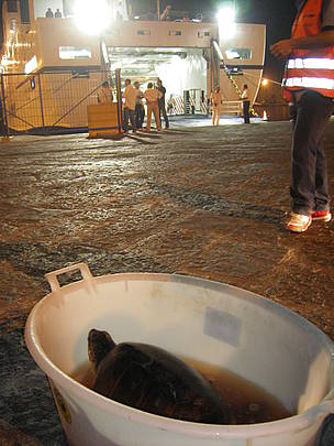 Tartaruga marina si imbarca per Lampedusa, dove potrà ricevere le cure necessarie
© L. Biancatelli
© L. Biancatelli