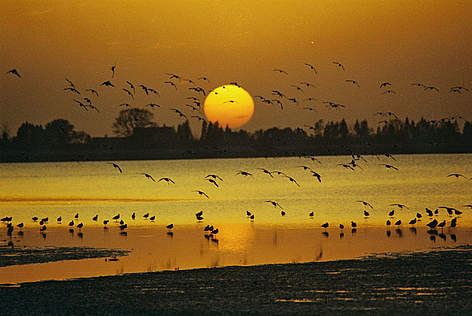 Pied Avocets (Recurvirostra avosetta) flying at sunset in East Dongting Lake, a Ramsar wetland's ...
© Yifei ZHANG / WWF Tramonto sull' East Dongting Lake, Ramsar wetland's site, Yueyang City, Hunan Province, China. WWF ... rel=