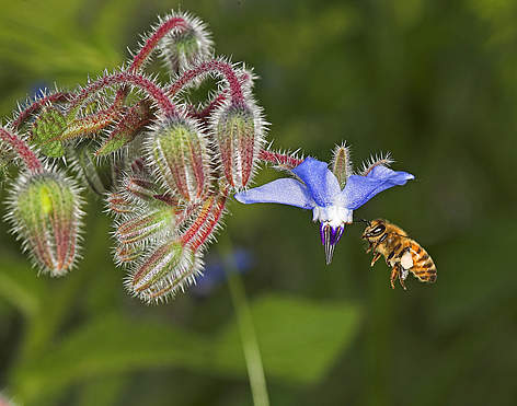 Ape da miele (Apis mellifera) nelle campagne romane
© R.Isotti, A.Cambone - Homo Ambiens / WWF rel=