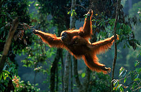 Orango nell'isola di Sumatra (Pongo abelii)
© naturepl.com /Anup Shah / WWF
© naturepl.com /Anup Shah / WWF