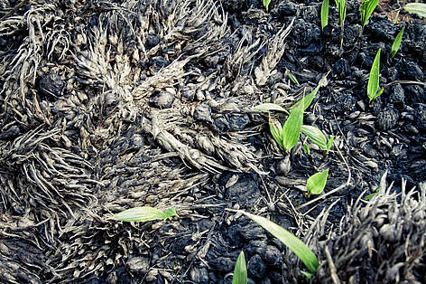 Germogli spuntano da un suolo fertile in una piantagione di palma da olio
© Jonne Seijdel / WWF-Netherlands rel=