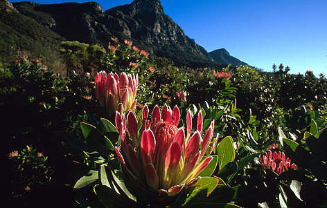 Protea roupelliae Protea flower Fynbos species of Cape floral kingdom Republic of South Africa
© Martin Harvey / WWF rel=