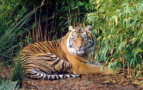Tigre di Sumatra, Indonesia.
© Frédy Mercay / WWF rel=