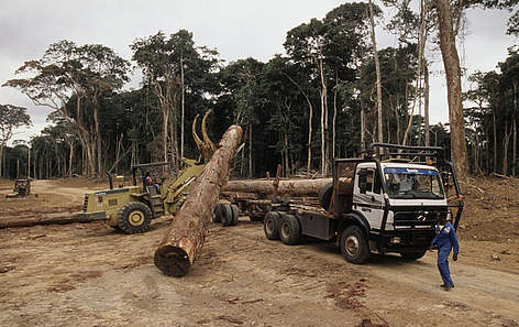 Logging site near MinkÈbÈ Forest Gabon
© Michel Gunther / WWF rel=