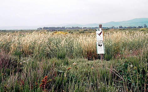 Riserva WWF sul Mediterraneo, vicino Roma
© MichËle DÈpraz / WWF rel=
