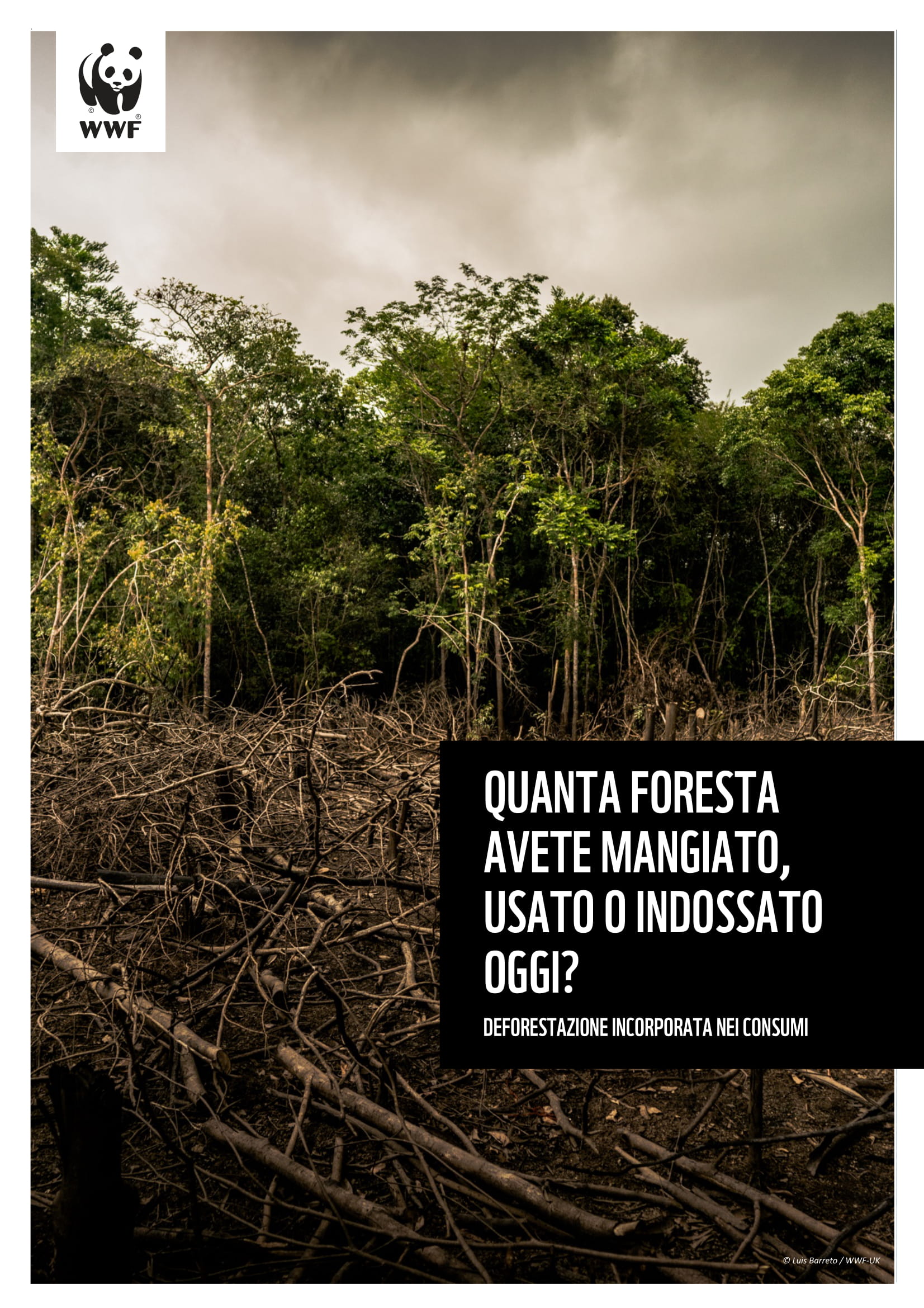 Foreste Tropicali Da Serbatoi A Emettitori Di Co2 Sedicialberi