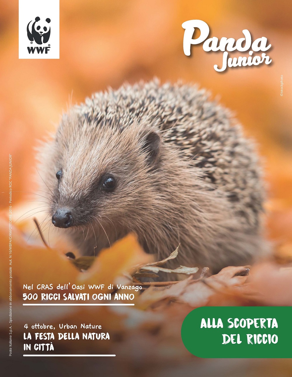 Panda Junior